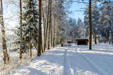 Foto de Día frío de invierno en el bosque. Paisaje con plantas congeladas, árboles y paredes de piedra arenisca roja, acantilados rojos, Cesis, Letonia - Imagen libre de derechos