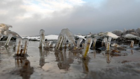 Foto de Various ice formations on rocks and sandbars on the seashore, ice texture, wind, water and ice working together, winter by the sea - Imagen libre de derechos