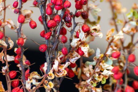 Téléchargez les photos : Photo with colorful bright red berries, floristic concept, use of plants for decoration - en image libre de droit