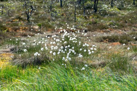 Photo for White cotton grass flowers in a marsh meadow blowing in the wind, marsh cotton grass plant blooming in early spring, marsh banner, cotton grass (Eriophorum angustifolium) - Royalty Free Image