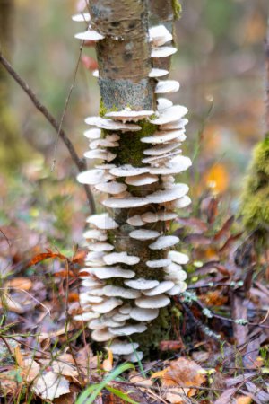 Téléchargez les photos : Cônes de pin blanc de différentes tailles sur un vieux tronc d'arbre, jour d'automne pluvieux dans la forêt - en image libre de droit