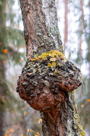 Photo for Masers are growths of various shapes on tree trunks, a large maser on a birch trunk, autumn day - Royalty Free Image