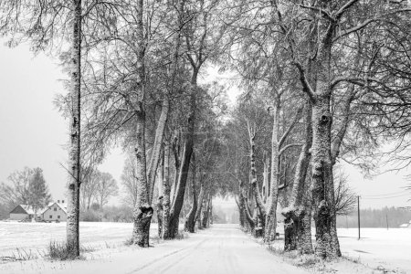 Foto de Paisaje blanco y negro con árboles, avenida de árboles, fotografiado con un filtro infrarrojo - Imagen libre de derechos
