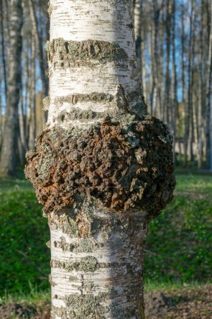 Photo for Black boletus (Inonotus obliquus, better known as chaga or black birch boletus) is an inedible parasitic mushroom of the boletus genus, belongs to medicinal mushrooms, spring - Royalty Free Image