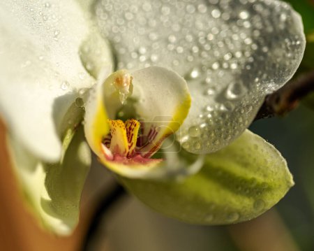 Nahaufnahme von Phalaenopsis-Orchideenblüten an einem Winter- oder Frühlingstag.