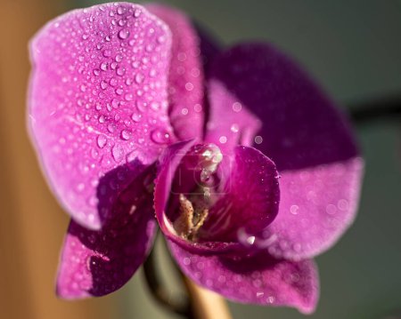 Close-up of Phalaenopsis orchid blossoms on a winter or spring day.