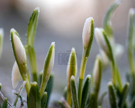 the first spring flowers in the garden, white snowdrops, frost, harbingers of spring