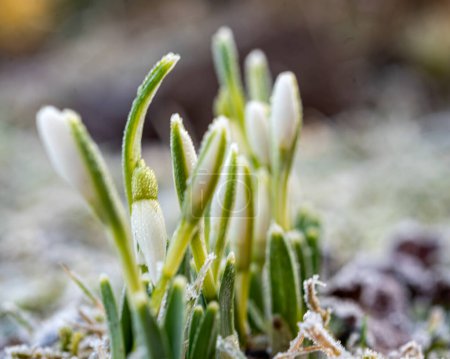 the first spring flowers in the garden, white snowdrops, frost, harbingers of spring