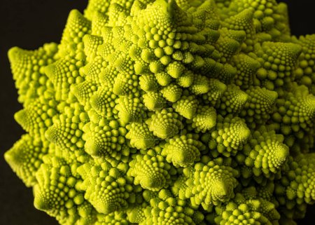close-up photo of cabbage, branched inflorescence in middle of rosette of leaves, called cauliflower in botany, macro picture