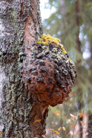 masers sont des croissances de différentes formes sur troncs d'arbres, un grand maser sur un tronc de bouleau, jour d'automne