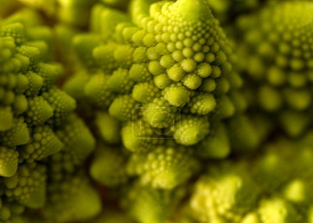 close-up photo of cabbage, branched inflorescence in middle of rosette of leaves, called cauliflower in botany, macro picture