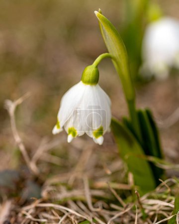 snowdrops are harbingers of spring, snowdrops are popular ornamental plants, spring in nature