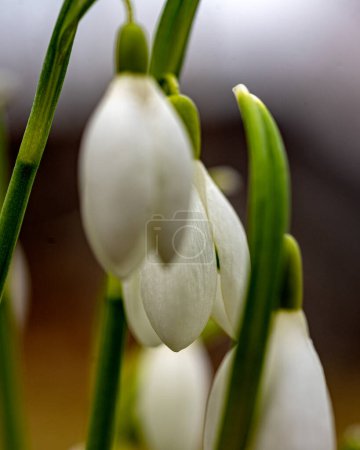 las gotas de nieve son precursoras de la primavera, las gotas de nieve son plantas ornamentales populares, primavera en la naturaleza