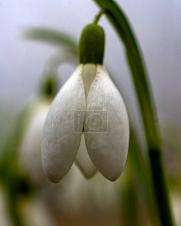 snowdrops are harbingers of spring, snowdrops are popular ornamental plants, spring in nature