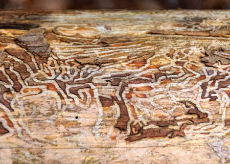 abstraktes Baumwachstum, alter Baumstamm, Naturabdrücke auf Holz, Frühling