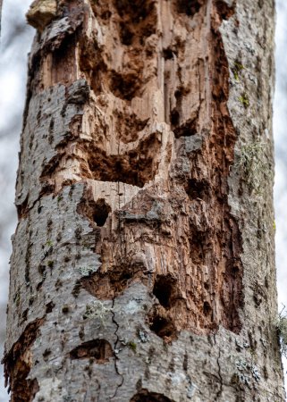 abstraktes Baumwachstum, alter Baumstamm, Naturabdrücke auf Holz, Frühling