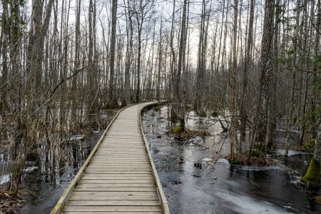 Stand costero de bosque inundado en primavera, sendero en bosque caducifolio inundado con pasarela de madera, Slokas lago sendero a pie, Letonia, primavera