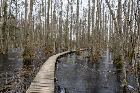 Coastal stand of forest flooded in spring, trail in flooded deciduous forest with wooden footbridge, Slokas lake walking trail, Latvia, spring