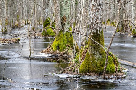 Bosque inundado, humedal forestal, nieve y hielo derretidos, charcos de agua entre troncos de árboles que reflejan el bosque y las sombras de árboles, sendero natural Slokas, Letonia, primavera