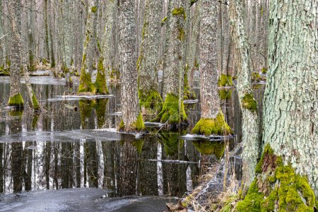Forêt inondée, zone humide forestière, fonte de la neige et de la glace, flaques d'eau entre troncs d'arbres reflétant la forêt et l'ombre des arbres, Sentier naturel Slokas, Lettonie, printemps