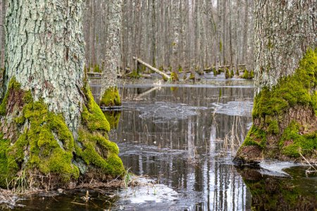 Flooded forest, forest wetland, melting snow and ice, puddles of water between tree trunks reflecting forest and tree shadows, Slokas nature trail, Latvia, spring