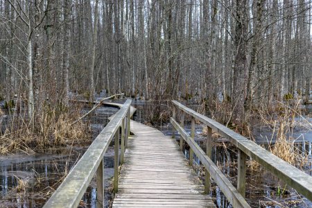 Coastal stand of forest flooded in spring, trail in flooded deciduous forest with wooden footbridge, Slokas lake walking trail, Latvia, spring