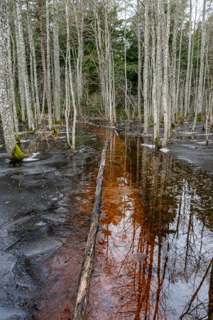 Flooded forest, forest wetland, melting snow and ice, puddles of water between tree trunks reflecting forest and tree shadows, Slokas nature trail, Latvia, spring