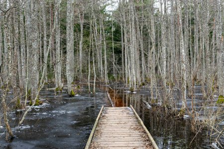Foto de Stand costero de bosque inundado en primavera, sendero en bosque caducifolio inundado con pasarela de madera, Slokas lago sendero a pie, Letonia, primavera - Imagen libre de derechos