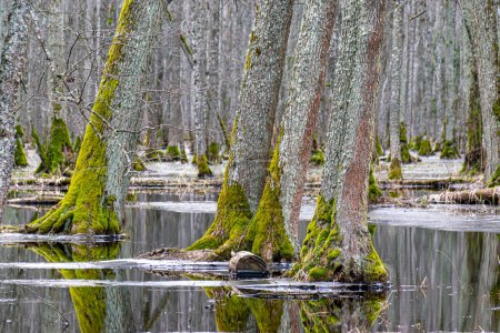 Überfluteter Wald, Waldfeuchtgebiet, schmelzender Schnee und Eis, Wasserpfützen zwischen Baumstämmen, die Wald und Baumschatten reflektieren, Lehrpfad Slokas, Lettland, Frühling