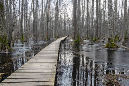 Waldbestand an der Küste im Frühling überflutet, Pfad im überfluteten Laubwald mit Holzsteg, Wanderweg am See Slokas, Lettland, Quelle