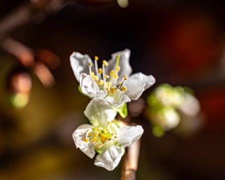 Kirschblüte Nahaufnahme, Makrofotografie, weiße Blumen, Frühling