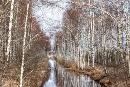 swamp ditch in spring, beautiful reflections of trees on the surface of the water, leafless trees in spring, long developed swamp, spring