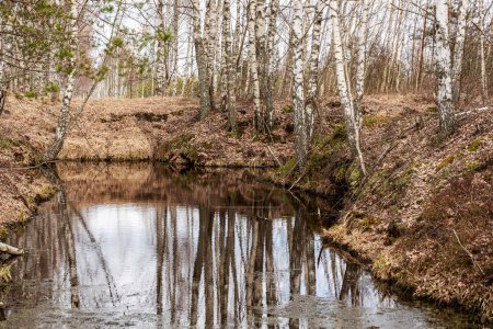 swamp ditch in spring, beautiful reflections of trees on the surface of the water, leafless trees in spring, long developed swamp, spring