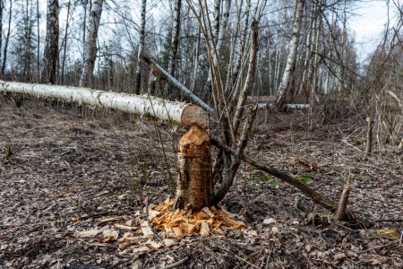 Forest growing around beavers, tree trunks felled by beavers, early spring season, beaver gnawed tree, wood shavings around a tree stump