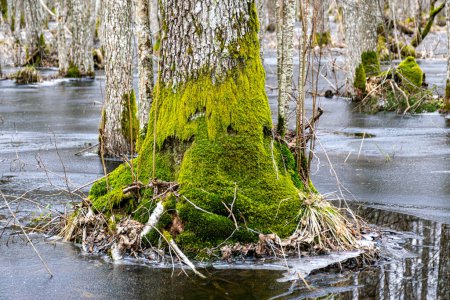 Foto de Bosque inundado, humedal forestal, nieve y hielo derretidos, charcos de agua entre troncos de árboles que reflejan el bosque y las sombras de árboles, sendero natural Slokas, Letonia, primavera - Imagen libre de derechos