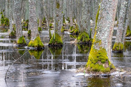 Überfluteter Wald, Waldfeuchtgebiet, schmelzender Schnee und Eis, Wasserpfützen zwischen Baumstämmen, die Wald und Baumschatten reflektieren, Lehrpfad Slokas, Lettland, Frühling