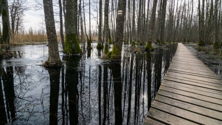 Foto de Stand costero de bosque inundado en primavera, sendero en bosque caducifolio inundado con pasarela de madera, Slokas lago sendero a pie, Letonia, primavera - Imagen libre de derechos