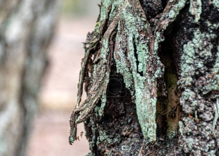 arbre abstrait, vieux tronc d'arbre, empreintes de nature sur bois, printemps