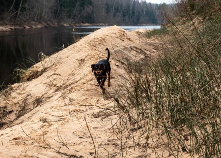 paseo de primavera con el perro, orilla del río arenoso, hierba del año pasado, naturaleza sin vegetación, principios de primavera