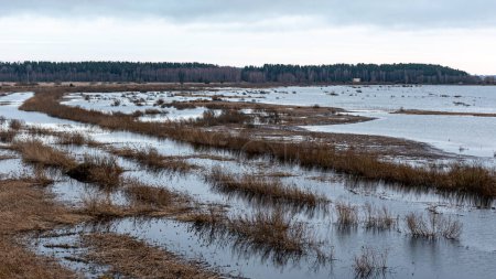 Foto de Paisaje con un lago inundado, orilla del lago inundado, prados inundados en primavera, paisaje de primavera, lago Burtnieku, Letonia - Imagen libre de derechos