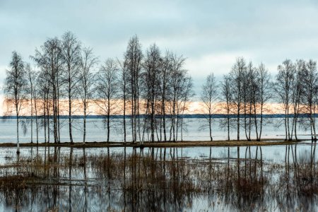 Landschaft mit einem überfluteten See, dunklen Baumsilhouetten im Gegenlicht, Reflexionen von Bäumen im Wasser, Quelllandschaft, Burtnieku-See, Lettland