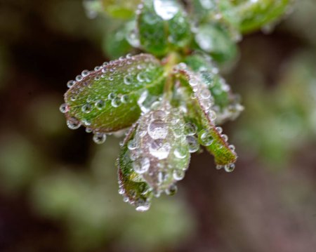spring plants covered with dew drops, spring flowers, morning dew, spring
