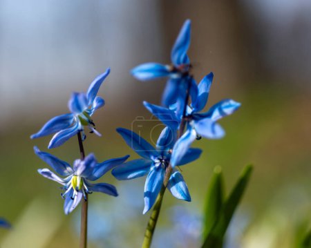 One of the earliest blooming spring bulbs, Scilla siberica, in spring on a natural background, spring
