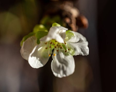 fleur de cerisier gros plan, macro photographie, fleurs blanches, printemps