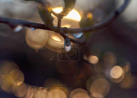 abstract ice, fragments of water and plants, cold frosty morning in spring, fragments of flowers in backlight, selective focus, spring