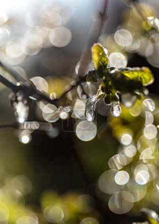 abstraktes Eis, Fragmente von Wasser und Pflanzen, frostiger kalter Morgen im Frühling, Fragmente von Blumen im Gegenlicht, selektiver Fokus, Frühling