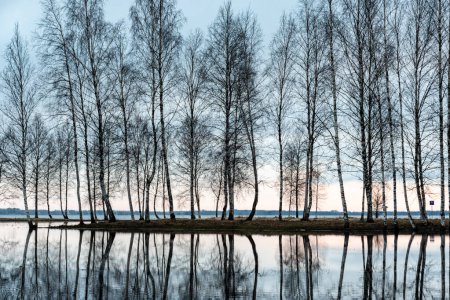 Foto de Paisaje con un lago inundado, siluetas oscuras de árboles en la luz de fondo, reflejos de árboles en el agua, paisaje de primavera, lago Burtnieku, Letonia - Imagen libre de derechos