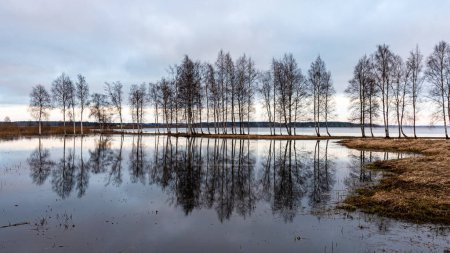Foto de Paisaje con un lago inundado, siluetas oscuras de árboles en la luz de fondo, reflejos de árboles en el agua, paisaje de primavera, lago Burtnieku, Letonia - Imagen libre de derechos