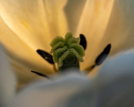 photo with tulip flowers, harbingers of spring, first blooming flowers in spring, close-up view