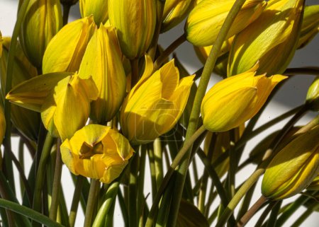 photo with tulip flowers, harbingers of spring, first blooming flowers in spring, close-up view